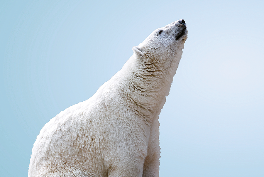Walking With Wild Polar Bears: How A Dramatic, Arctic Safari Will